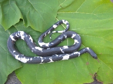 Piebald male mussurana