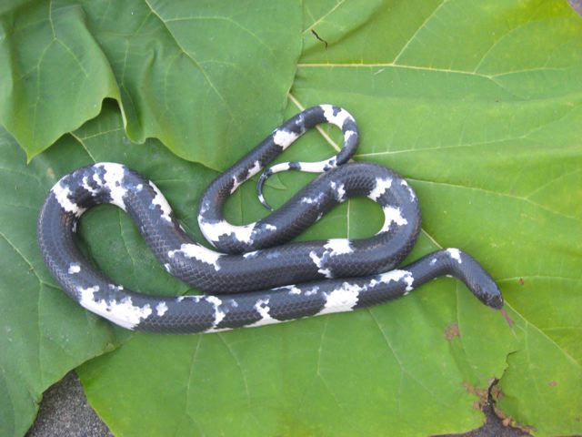 Piebald male mussurana