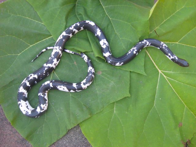 Piebald Female Mussurana