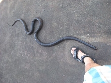 Male Black Mussurana