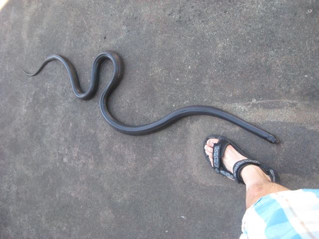 Male Black Mussurana