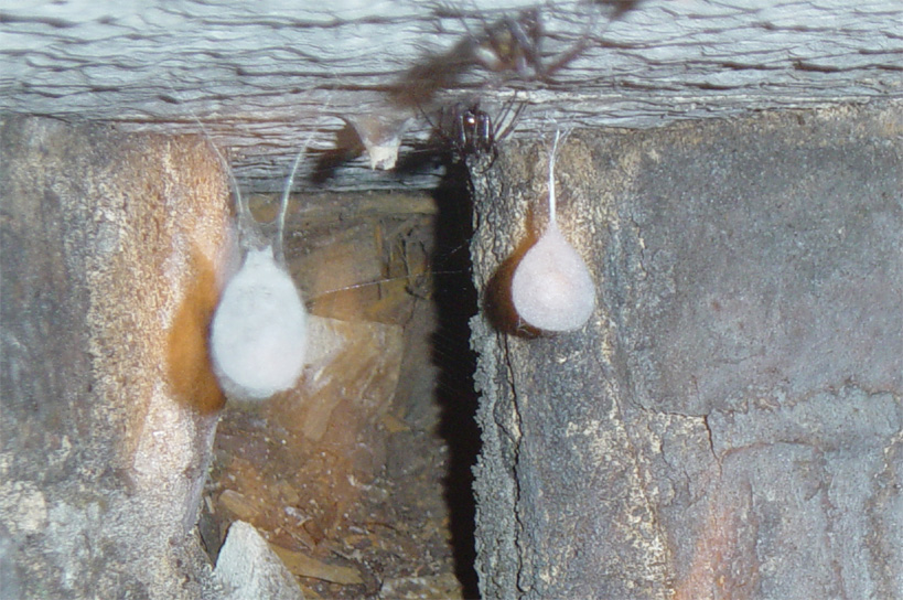 Sacks which spiders are guarding!