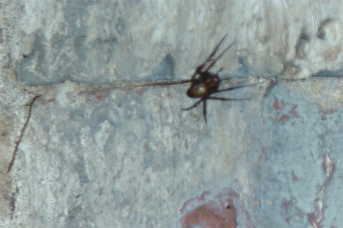 what do you think this is?