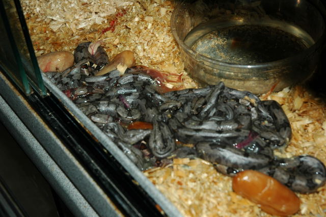 BCA litter