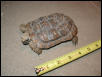 Pancake tortoise