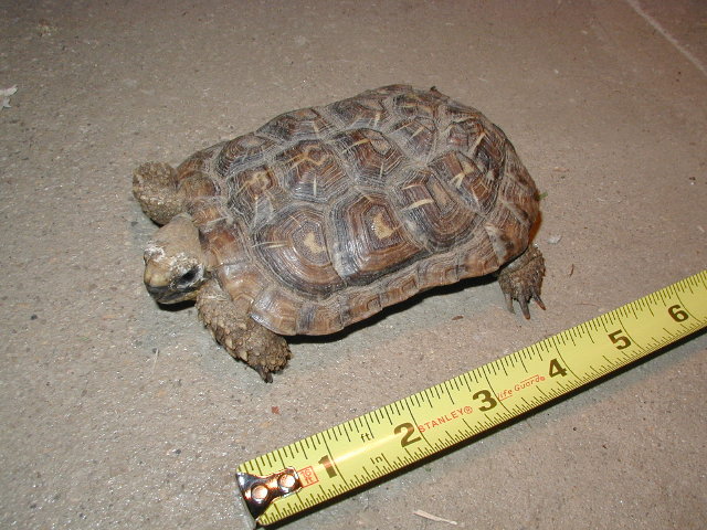 Pancake tortoise