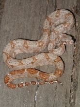 05 female lemke line hog island boa #1