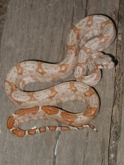 05 female lemke line hog island boa #1