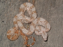 05 female lemke line hog island boa #2