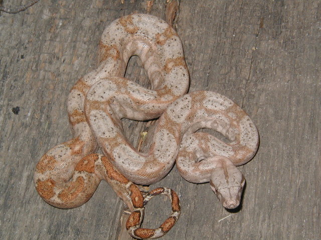 05 female lemke line hog island boa #2
