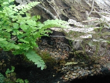 inside my jungle terrarium