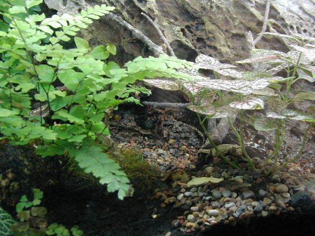 inside my jungle terrarium