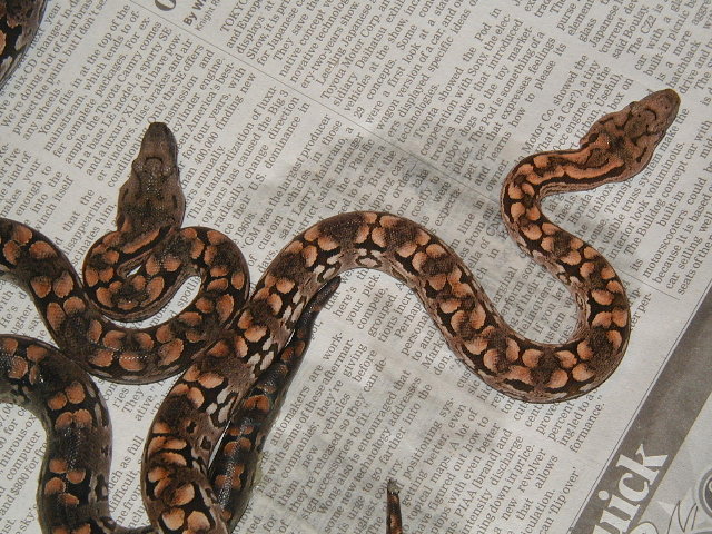 Lemke line dumeril babies