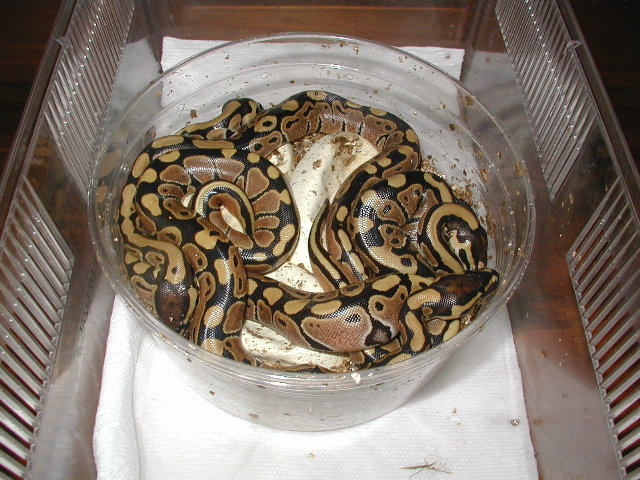 BP hatchlings
