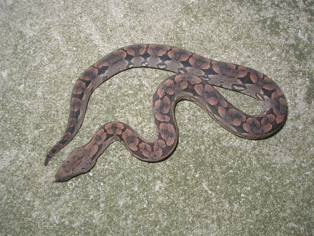 05 male dumeril boa (lemke/goergen)#1