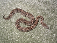 05 male dumeril boa (lemke/goergen)#2