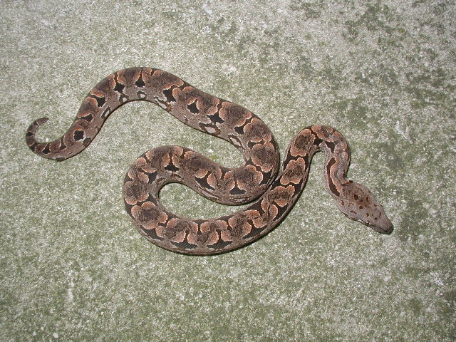 05 male dumeril boa (lemke/goergen)#2