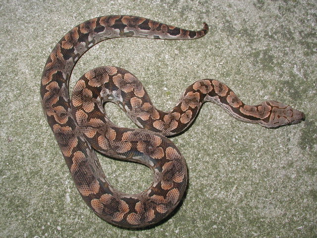 05 male dumeril (lemke/georgen) #3