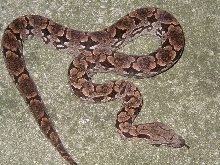 05 male dumeril (lemke/lemke) #1