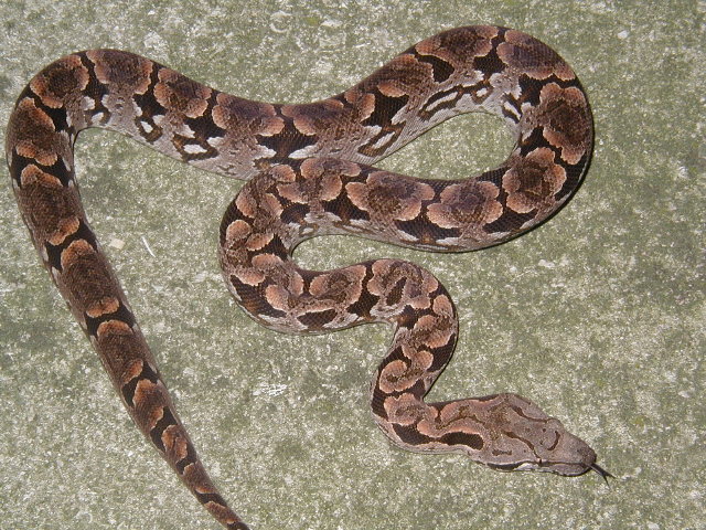 05 male dumeril (lemke/lemke) #1