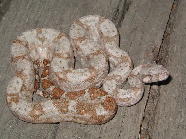 05 male lemke line hog island boa #1
