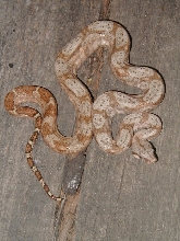 05 male lemke line hog island boa #2