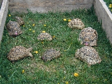 leos