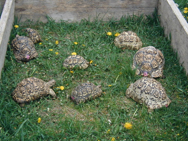 leos