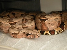 male BCA #3
