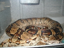 female colombian rolling on side