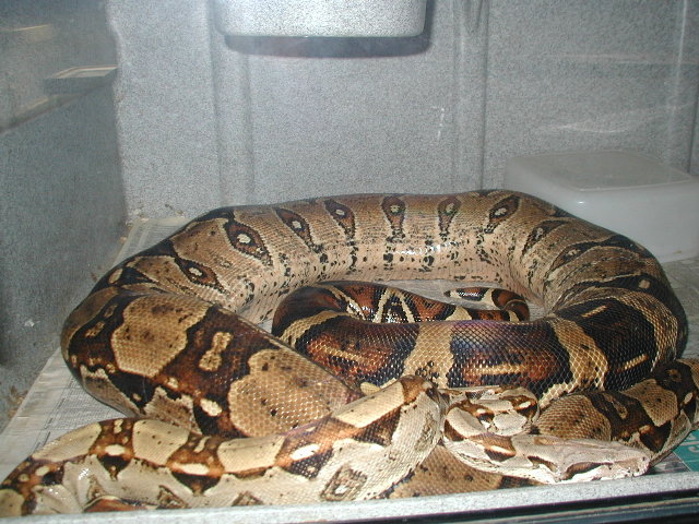 female colombian rolling on side