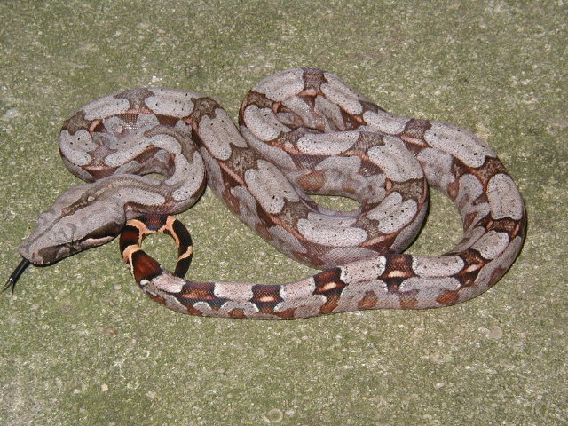 06 boliv pic 2