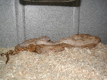 Hog Island boas (hi-contrast/color pair)breeding