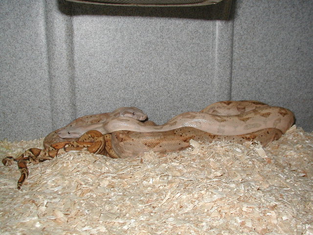 Hog Island boas (hi-contrast/color pair)breeding