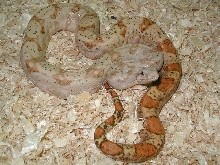 04 (hi-contrast/color) female Hog Island Boa