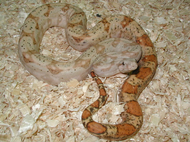 04 (hi-contrast/color) female Hog Island Boa