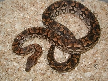 Dumeril Boa male (lemke line)