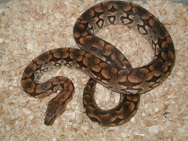 Dumeril Boa male (lemke line)