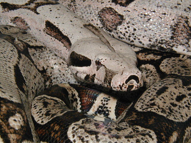 Bolivian short tail boa
