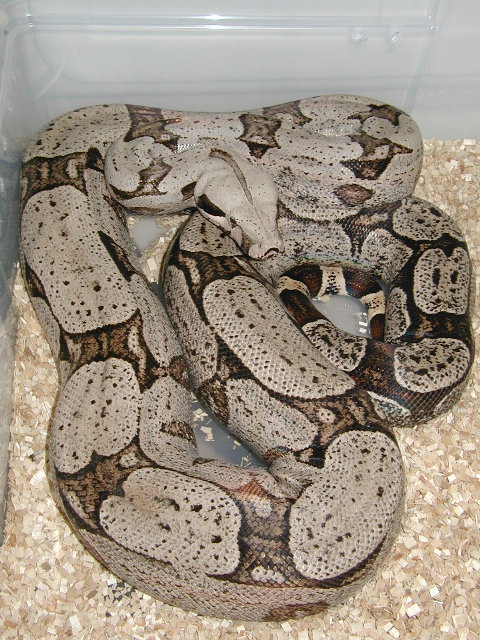 02 female Boliv short tail