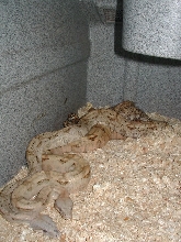 Lemke line Hog Island Boas breeding