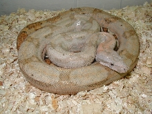 03 female lemke hog