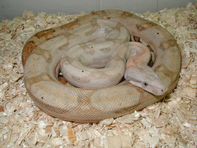 03 female lemke hog