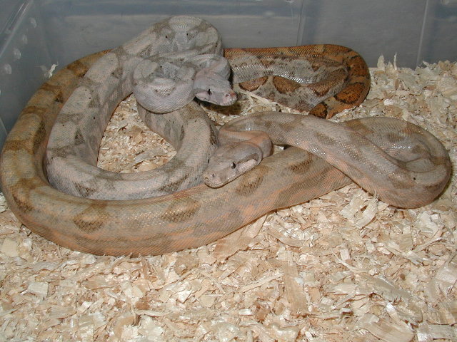 male #1/ w/ female pic 1