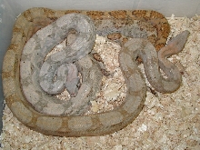 male #1/w/ female pic 2