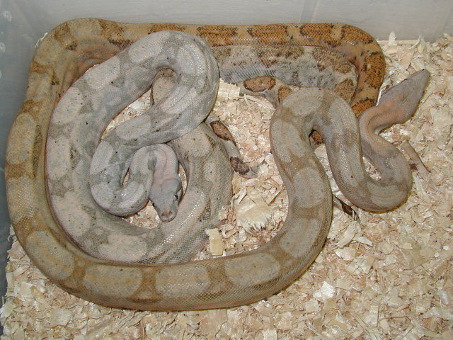 male #1/w/ female pic 2