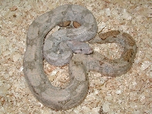 insular male #1