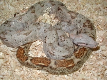 insular boa female #2 ,in lite phase
