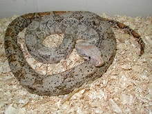 insular boa male #2,lite phase