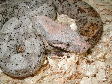 insular boa male #2,lite phase,close up